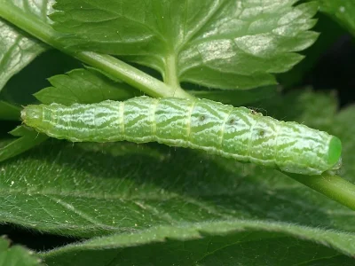 Diachrysia chrysitis