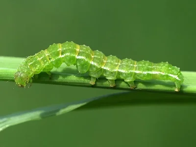 Hypena (Hypena) proboscidalis