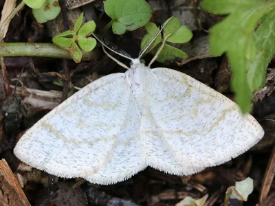 Cabera exanthemata