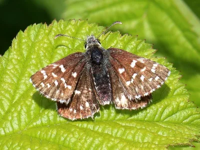 Pyrgus malvae