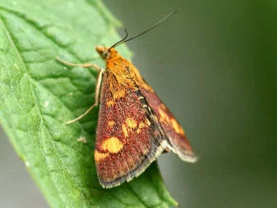 Pyrausta aurata