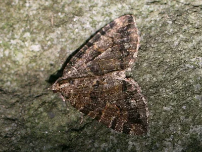 Hydriomena furcata