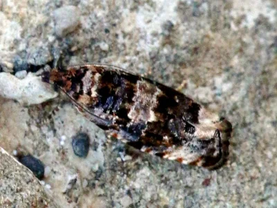 Endothenia gentianaeana