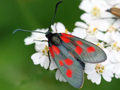 Zygaena (Agrumenia) viciae