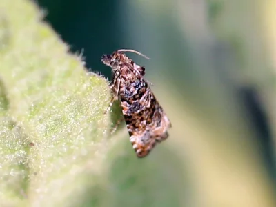 Endothenia marginana