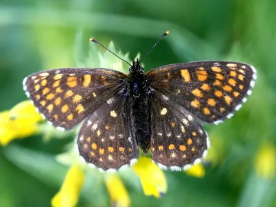 Melitaea diamina