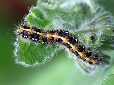 Euplagia quadripunctaria