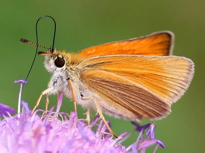 Thymelicus lineola