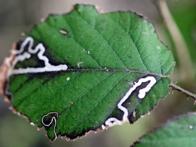 Stigmella splendidissimella