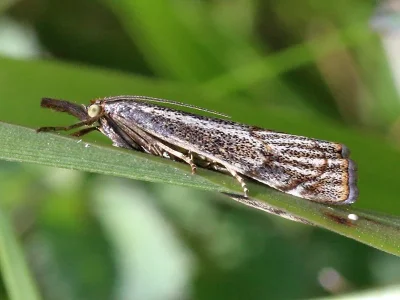 Thisanotia chrysonuchella