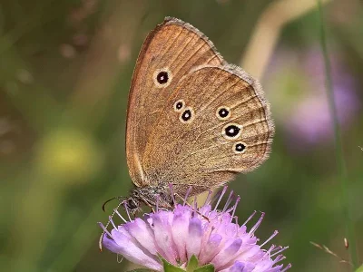 Aphantopus hyperantus