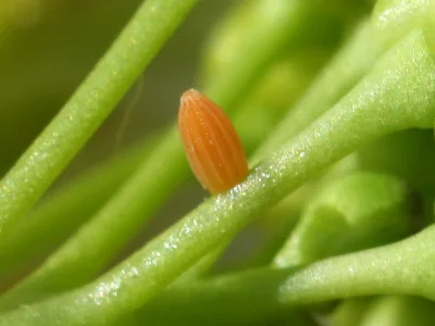 Anthocharis (Anthocharis) cardamines