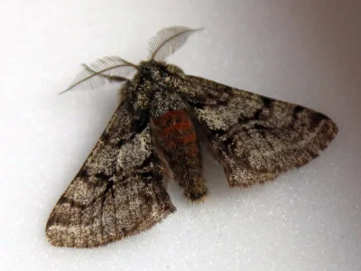 Lycia hirtaria
