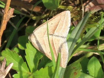 Petrophora chlorosata
