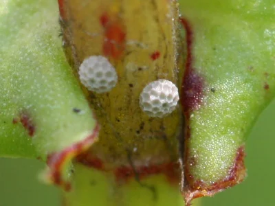 Lycaena (Heodes) hippothoe