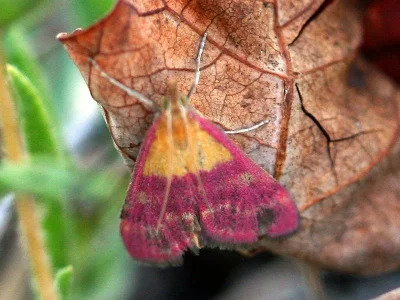 Pyrausta virginalis