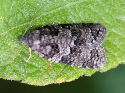 Cnephasia (Cnephasia) communana