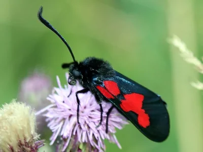 Zygaena (Zygaena) trifolii