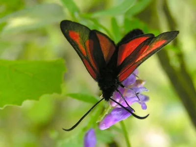 Zygaena (Zygaena) osterodensis