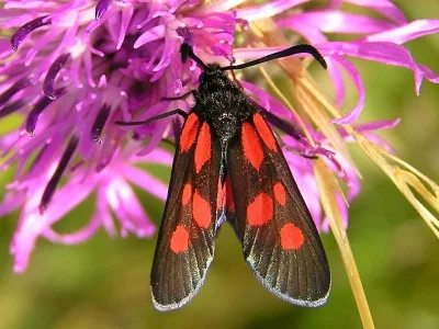 Zygaena (Zygaena) lonicerae