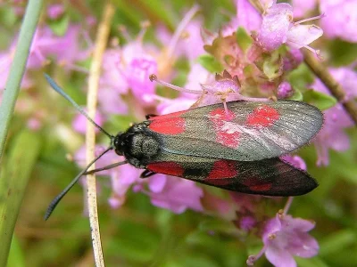 Zygaena (Agrumenia) loti