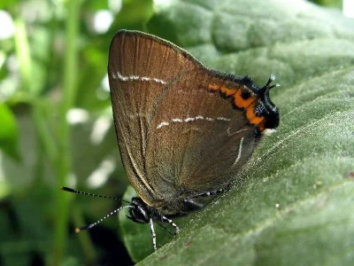 Satyrium (Strymonidia) w-album