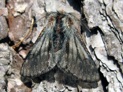 Lycia isabellae