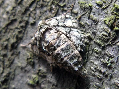 Agriopis marginaria