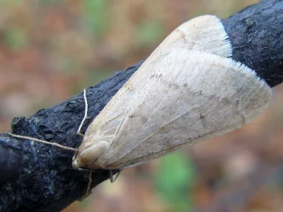 Alsophila aceraria