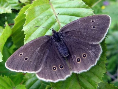 Aphantopus hyperantus