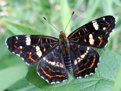 Araschnia levana