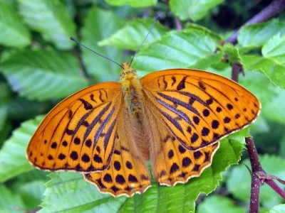 Argynnis (Argynnis) paphia