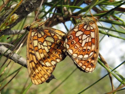 Boloria (Proclossiana) eunomia