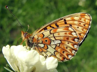 Boloria (Clossiana) euphrosyne