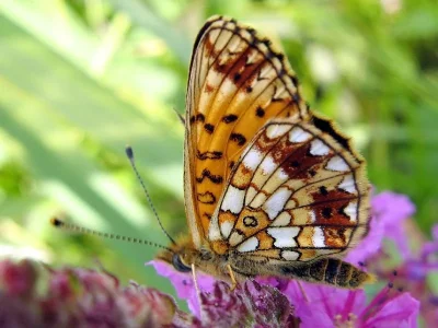 Boloria (Clossiana) selene