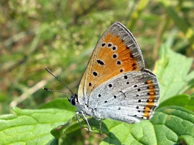 Lycaena (Thersamolycaena) dispar