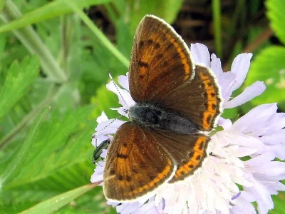 Lycaena (Thersamolycaena) alciphron