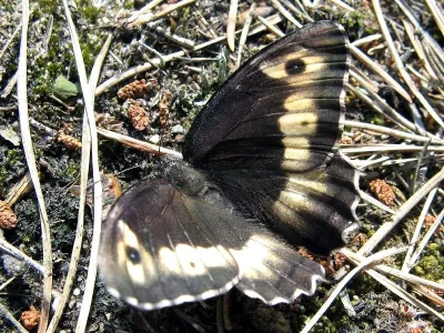 Hipparchia (Hipparchia) alcyone