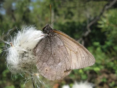 Oeneis (Oeneis) jutta