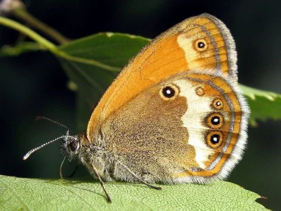Coenonympha arcania