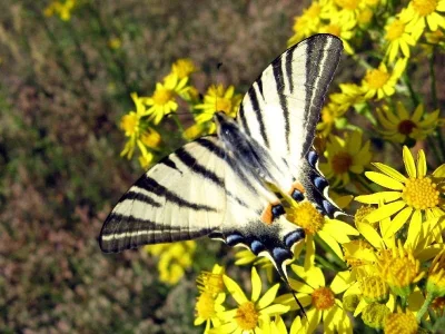 Iphiclides podalirius