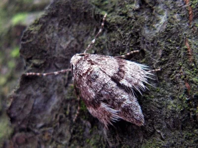 Operophtera fagata