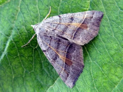Macaria artesiaria