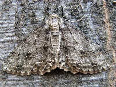 Ectropis crepuscularia