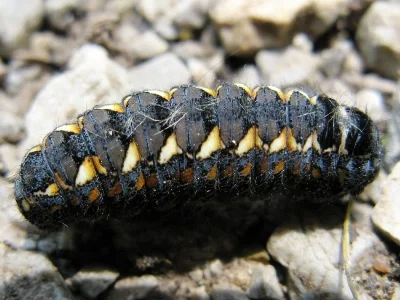 Cosmotriche lobulina