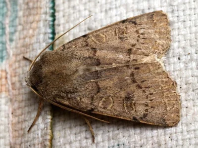 Xestia (Xestia) cohaesa