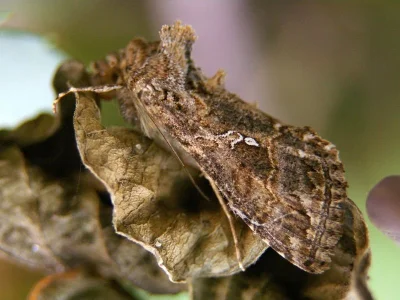 Trichoplusia ni