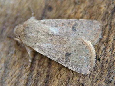 Agrochola castanea