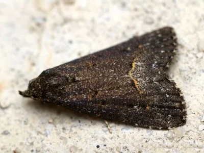 Schrankia balneorum
