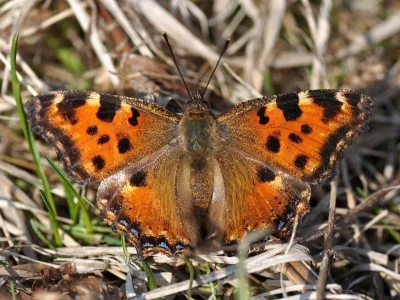 Nymphalis (Nymphalis) polychloros